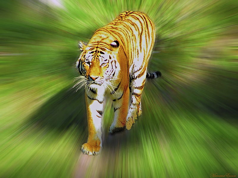 Bengal Tiger 3D, 3d, bengaltiger, animals, HD wallpaper