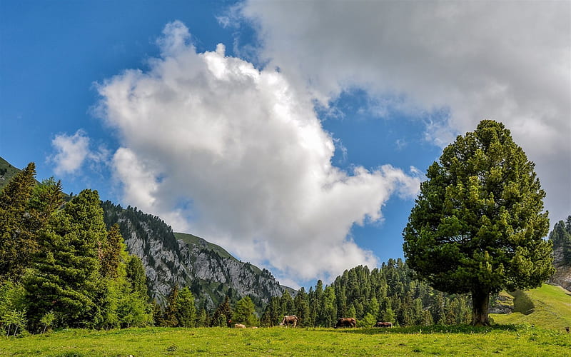 Italy, Trentino Alto Adige, meadow, pasture, mountains, cows, Tesero, HD wallpaper