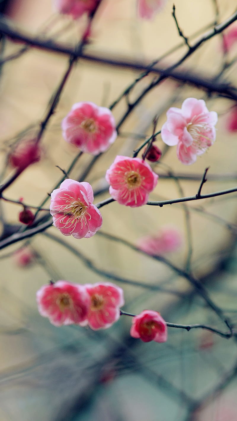 Spring, flower, plum, HD phone wallpaper