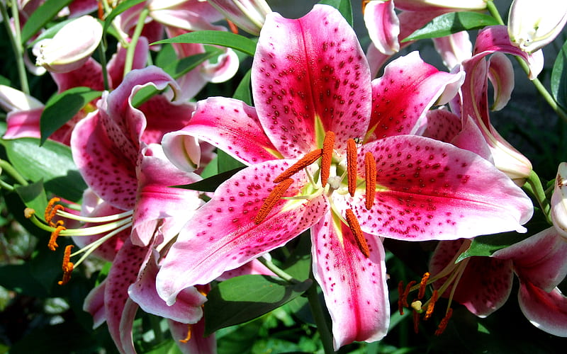 Asiatic Lily, flowers, HD wallpaper