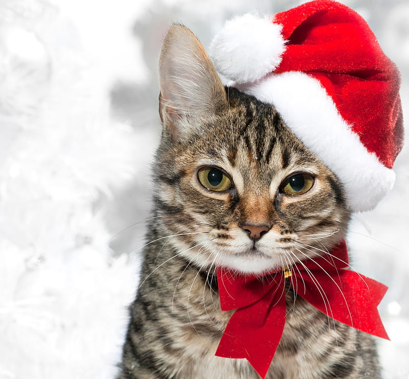 Christmas cat, pretty, bonito, animal, sweet, graphy, nice, beauty, lovely, holiday, christmas, ribbon, colors, happy new year, christmas hat, cat, winter, cute, cool, merry christmas, kitten, HD wallpaper