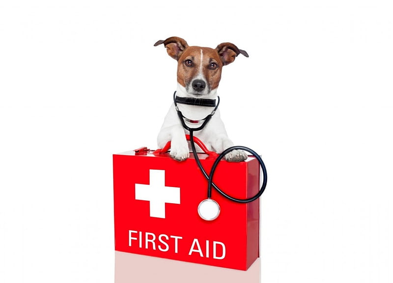 First aid, red, doctor, caine, creative, animal, card, jack russell terrier, funny, white, puppy, dog, HD wallpaper
