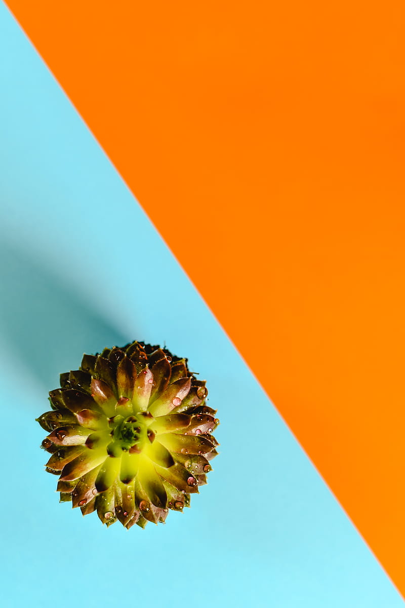 Green and Black Pine Cone, HD phone wallpaper
