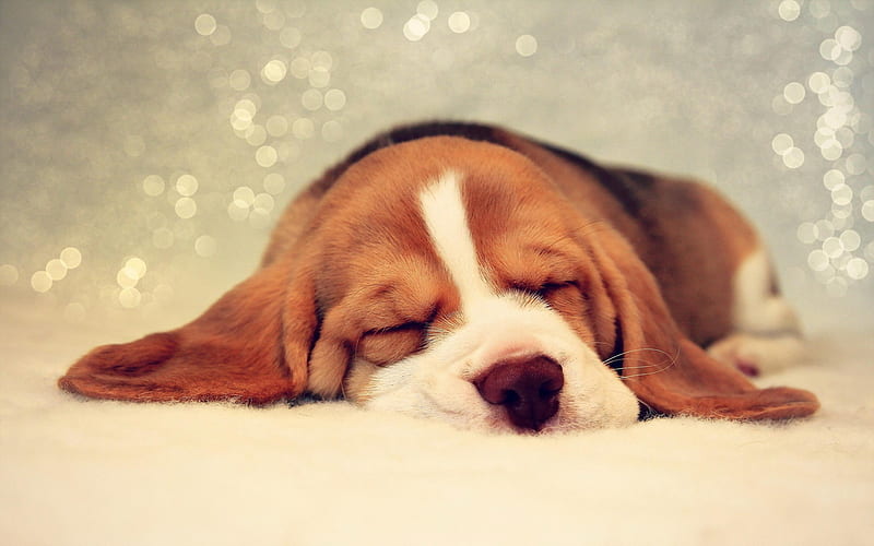 Beagle, sleeping dog, puppy, pets, dogs, close-up, cute animals, Beagle Dog, HD wallpaper
