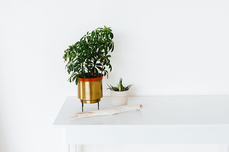 green leafed plant in gold pot on white table, HD wallpaper