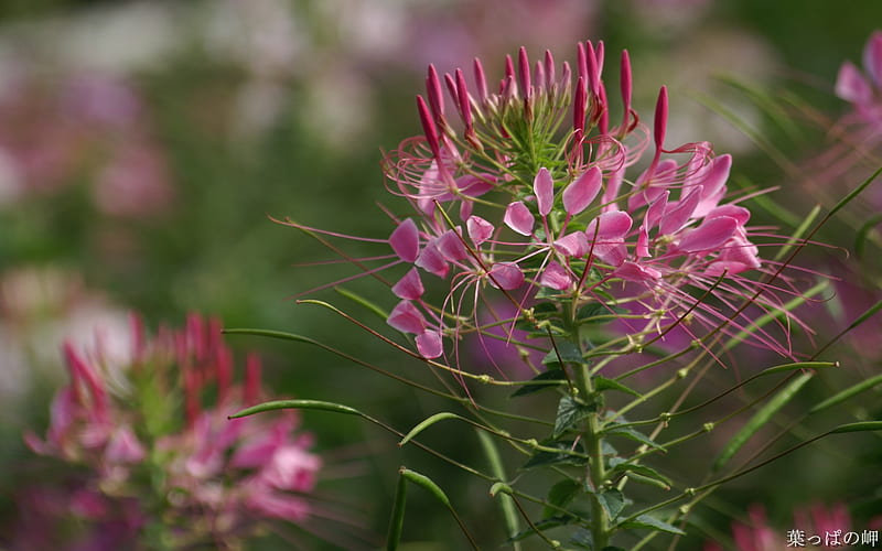 Flowering Plants- Flower graphy 03, HD wallpaper