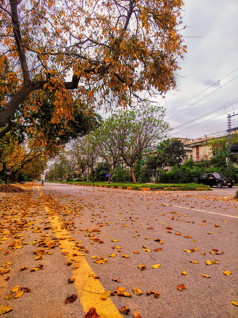 Islamabad , bonito, beauty, isloo, landscape, leaves, magic, pakistan, streets, tree, HD phone wallpaper