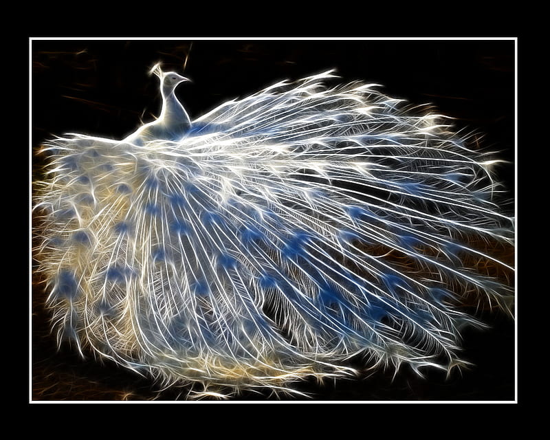 Pavone Bianco, white peacock, fractalius, 3d, bird, abstract, animal, HD  wallpaper | Peakpx