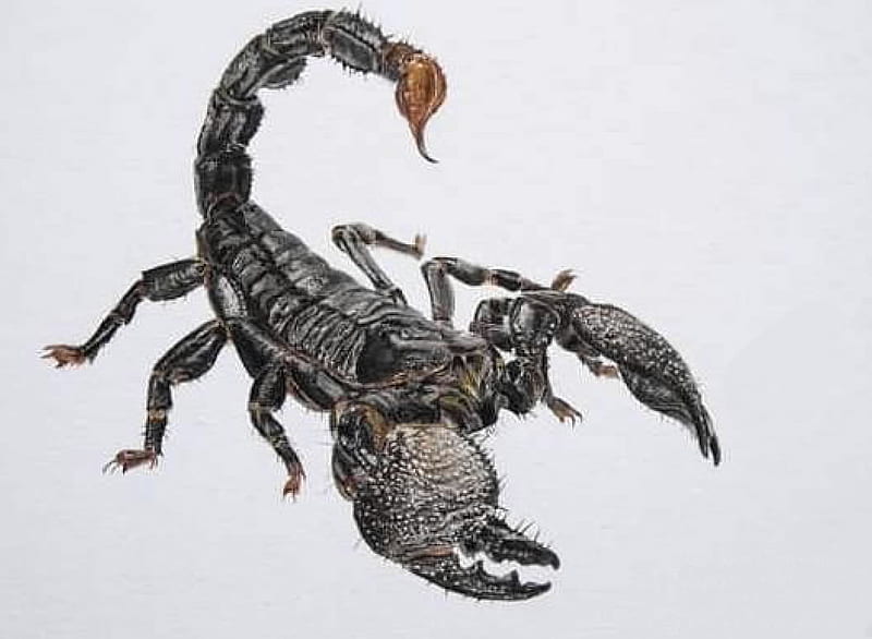 Scorpion, Arthropods, Animals, Zoology, HD wallpaper