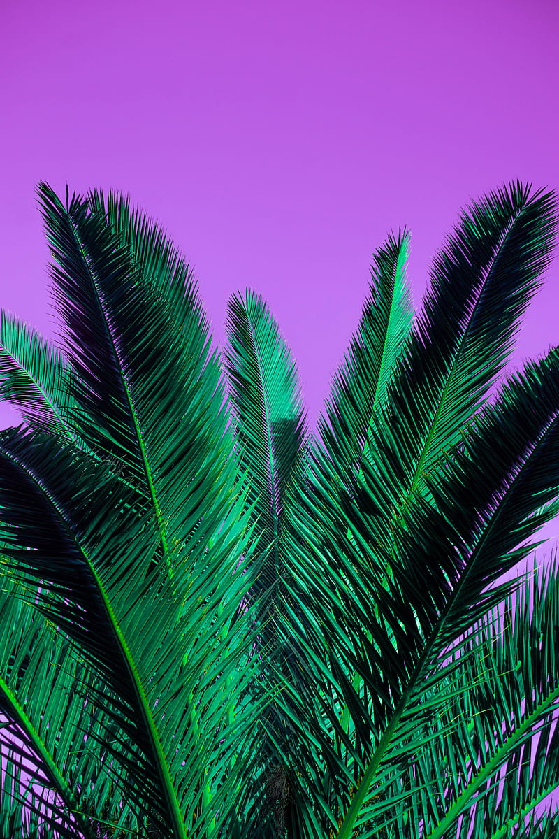 palm, branches, plant, leaves, purple, HD phone wallpaper