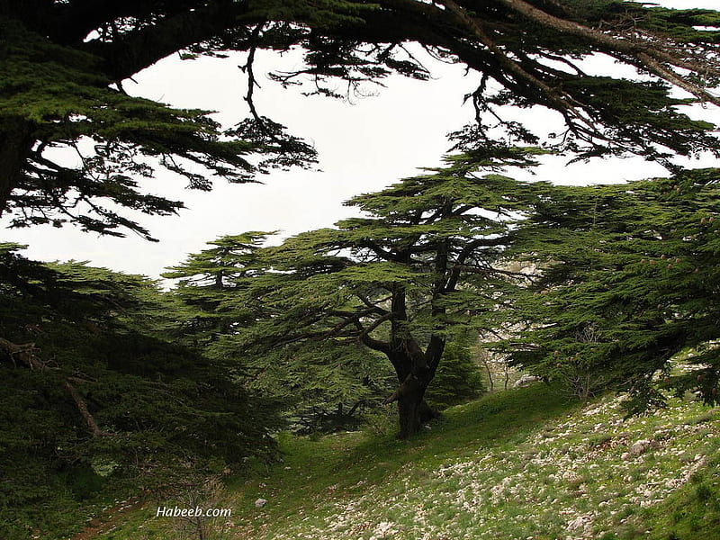 cedars of Lebanon, lebanon, mountains, nature, trees, cedar, HD wallpaper