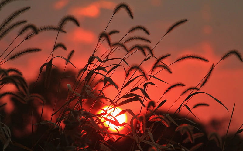 Wheat Field Sunset, sun, orange, sunsets, wheat, silhouettes, nature, fields, wheat fields, HD wallpaper