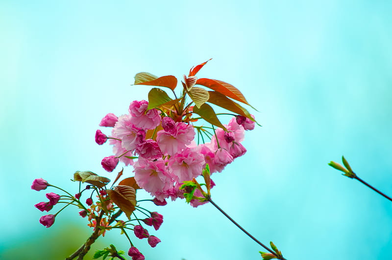 flowers, pink, flowering, branch, flora, spring, HD wallpaper