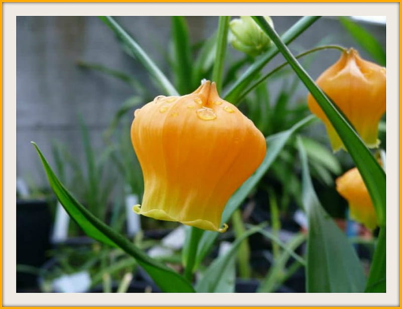 CHINESE LANTERN LILY, NATURE, PRETTY, FLOWERS, HD wallpaper