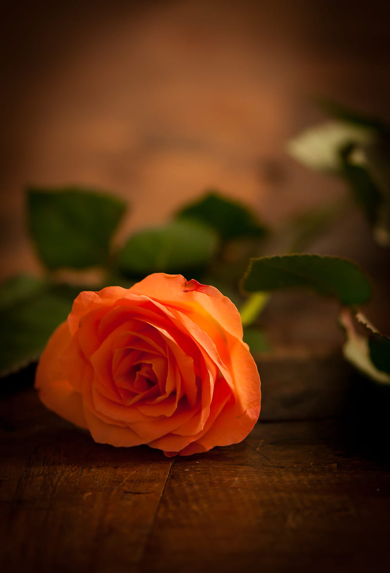 rose, flower, macro, petals, HD phone wallpaper