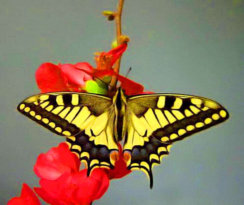 Swallowtail beauty, red flowers, butterfly, black and yellow, swallotail, HD wallpaper