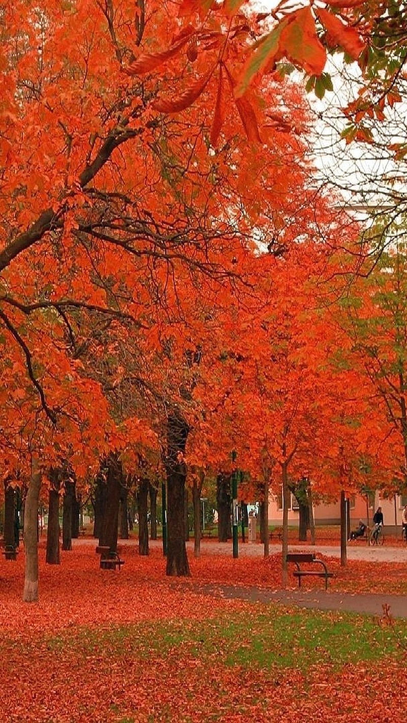 Autumn, campus, trees, HD phone wallpaper