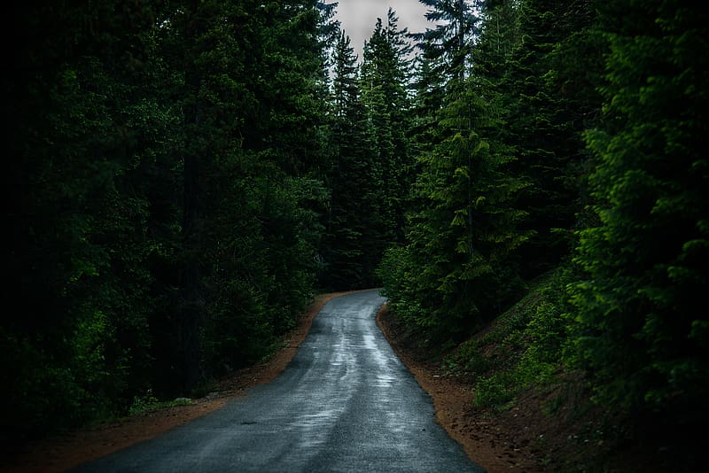 road, coniferous forest, dark, nature, HD wallpaper