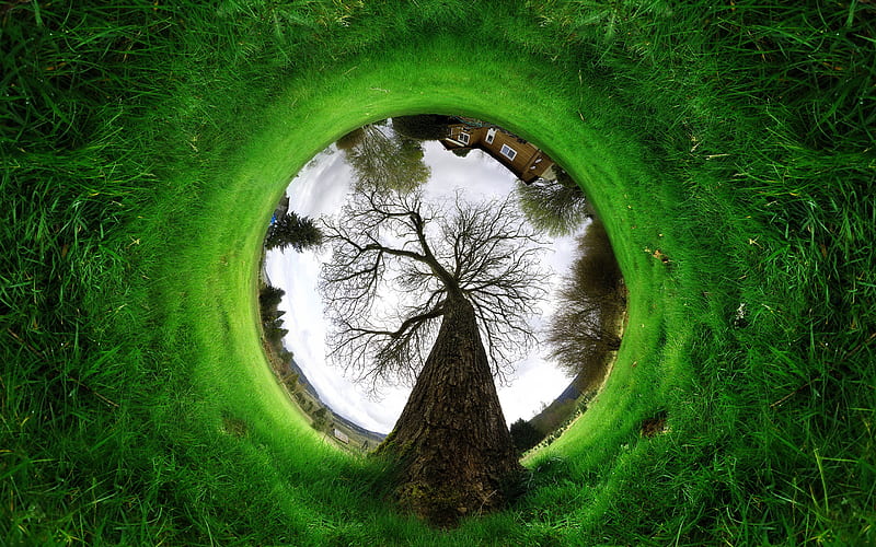 tree in circle, ecology concepts, green nature, creative, ecology, artwork, tree, HD wallpaper