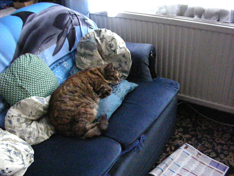 Erica in Blue..., cushions, cat, settee, sleepy, HD wallpaper