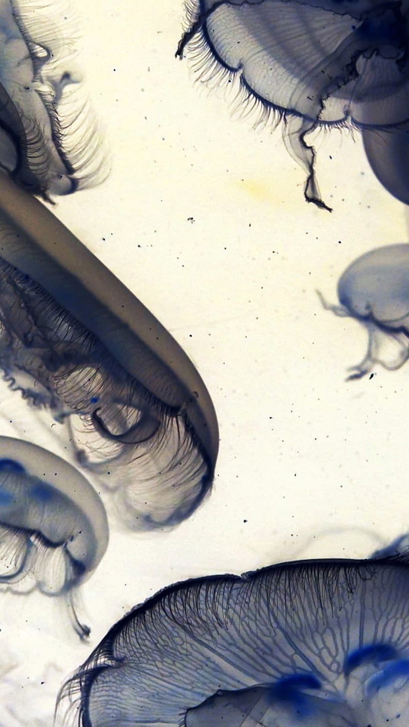 Pacific Jellyfish , pacific jellyfish, ocean, sea, nature, animal, HD phone wallpaper