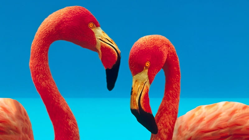 Beautiful two orange birds, Long neck, Orange colour, Large beak, Birds, HD wallpaper