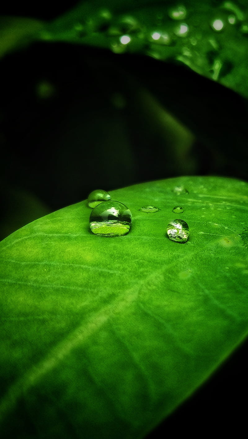 water drops, bubbles, green, leaf, mobile graphy, nature, nature lover, rain, raining, water, HD phone wallpaper