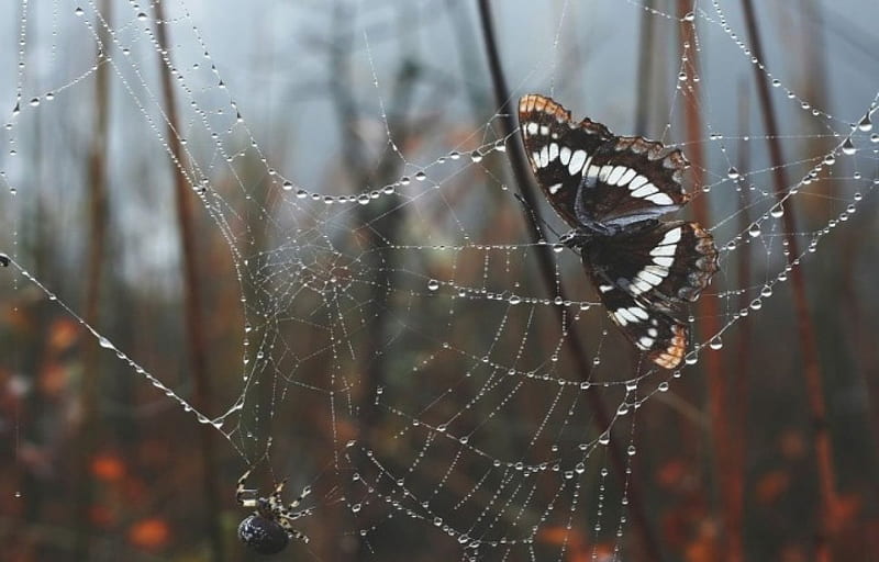 Catched, raindrops, dew, drops, spider, spider web, dewdrops, butterfly, web, nature, rain, animals, insects, HD wallpaper