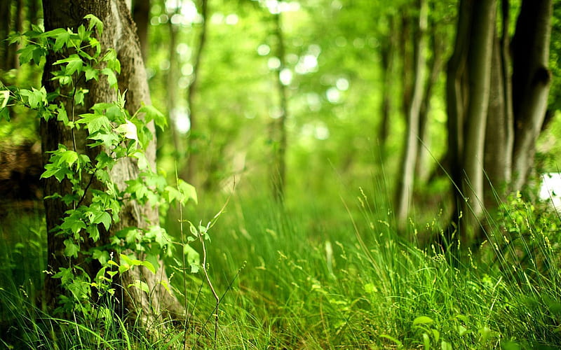 Woods Green Grassland-plants graphy, HD wallpaper