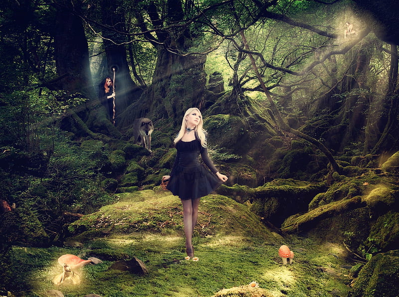Fairy Tales, forest, girls, sunshine, wolf, HD wallpaper