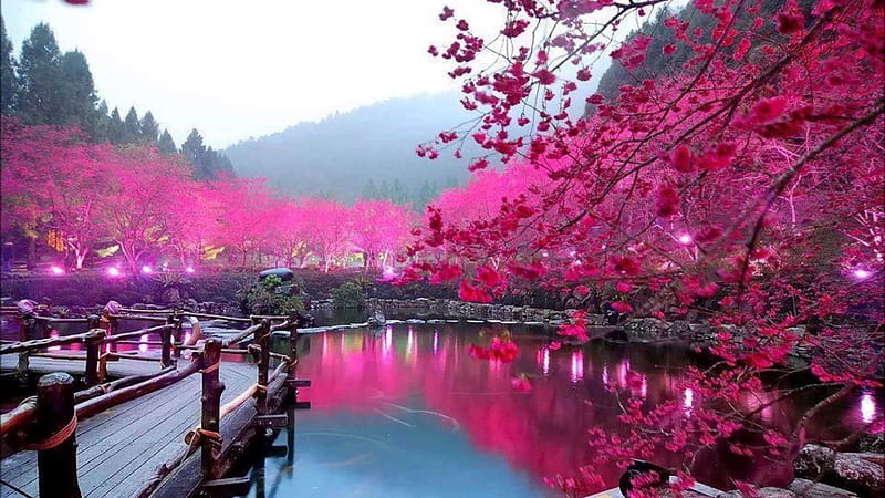 Japan, Samurai Cherry Blossom, HD wallpaper
