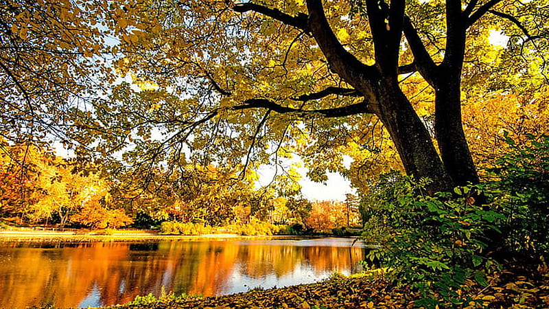 Yellow Green Autumn Fall Trees Leaves Reflection On River During ...