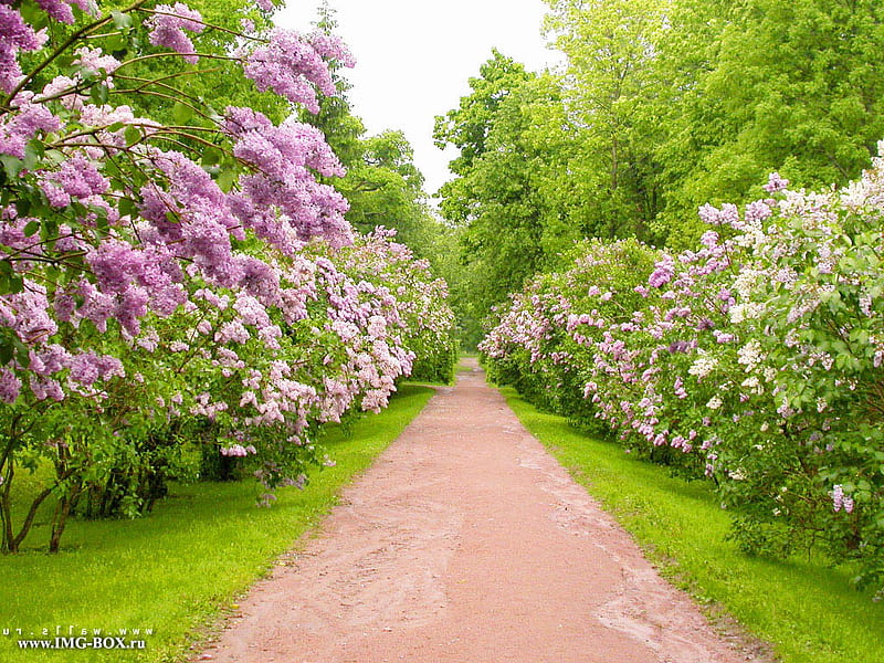 Garden road., tree, green, flower, path, garden, road, HD wallpaper