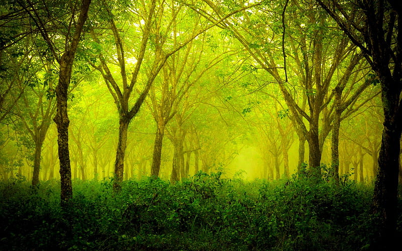 GREEN FOREST, forest, green, foliage, light, HD wallpaper