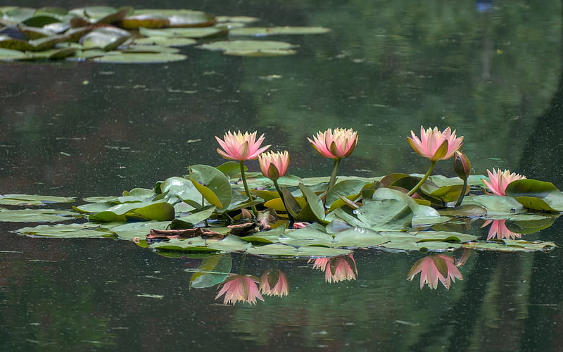 Waterlilies, flowers, water, pink, reflection, HD wallpaper