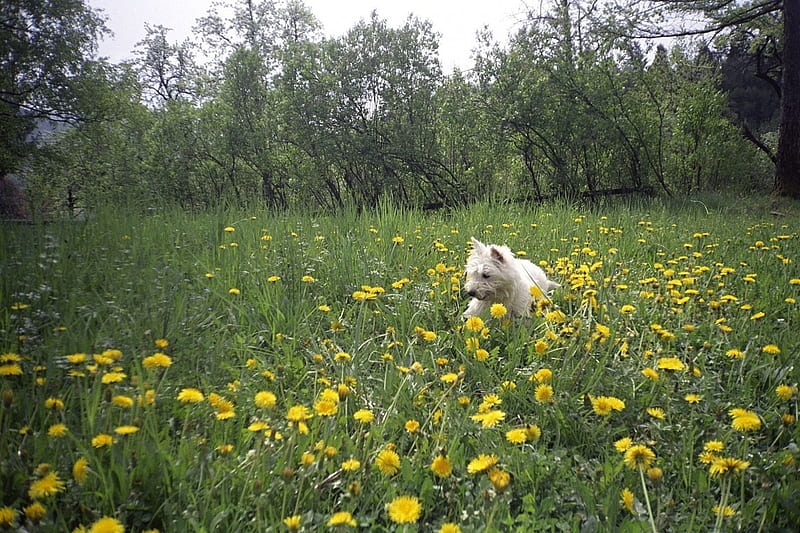 Lori, bee hunter, Slovenia, lori, westies, bee hunter, dogs, HD wallpaper