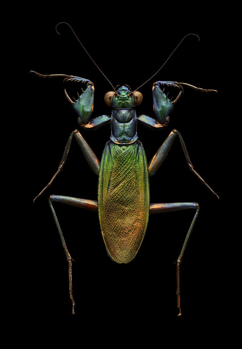 Praying mantis, ento, entomology, HD phone wallpaper