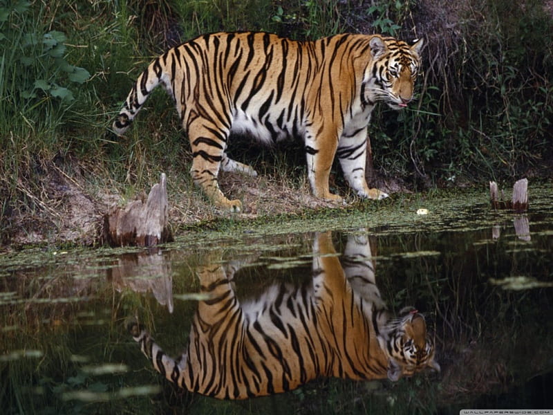 tigers looking at his reflection, water, tiger, reflection, grass, HD wallpaper