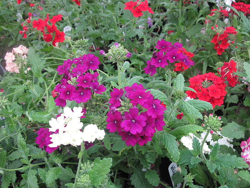 Greenhouse graphy day 02, red, graphy, purple, green, garden, Flowers ...