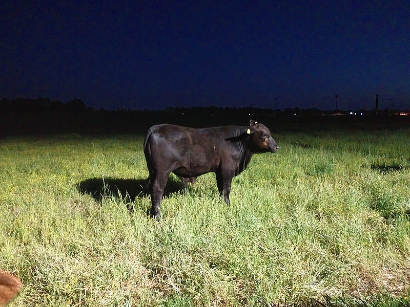 Night Cow, black, moo, HD wallpaper