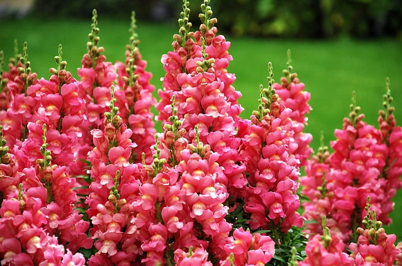 Pink Snapdragons, bonito, Pink, Earth, Snapdragons, Flowers, HD wallpaper