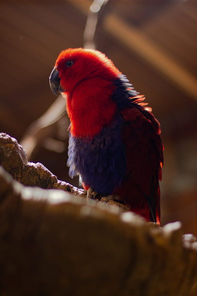 parrot, bird, red, blur, plumage, HD phone wallpaper