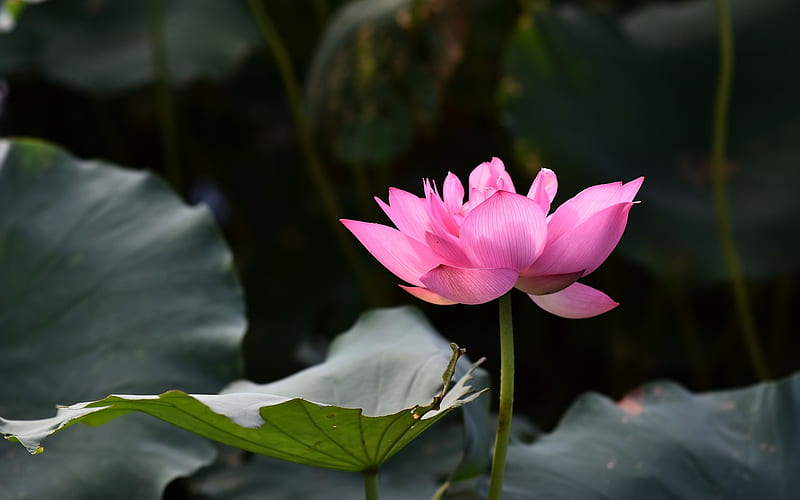 Lotus, flower, leaves, pink, HD wallpaper | Peakpx