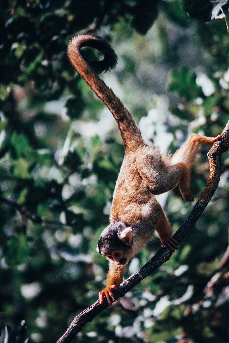 atelidae, monkey, climbing, branches, HD phone wallpaper