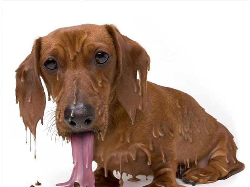 hot dog, heet, warm, hond, HD wallpaper