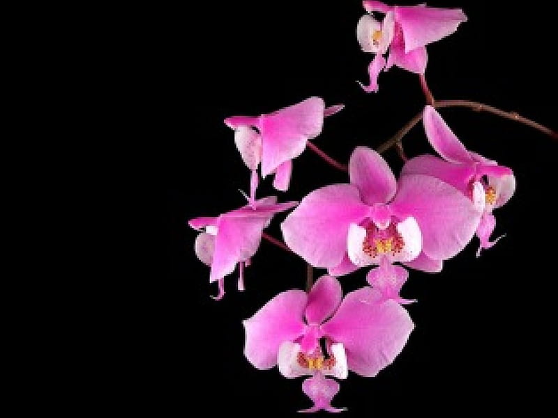 Moth Orchids, pink flowers, on black, HD wallpaper