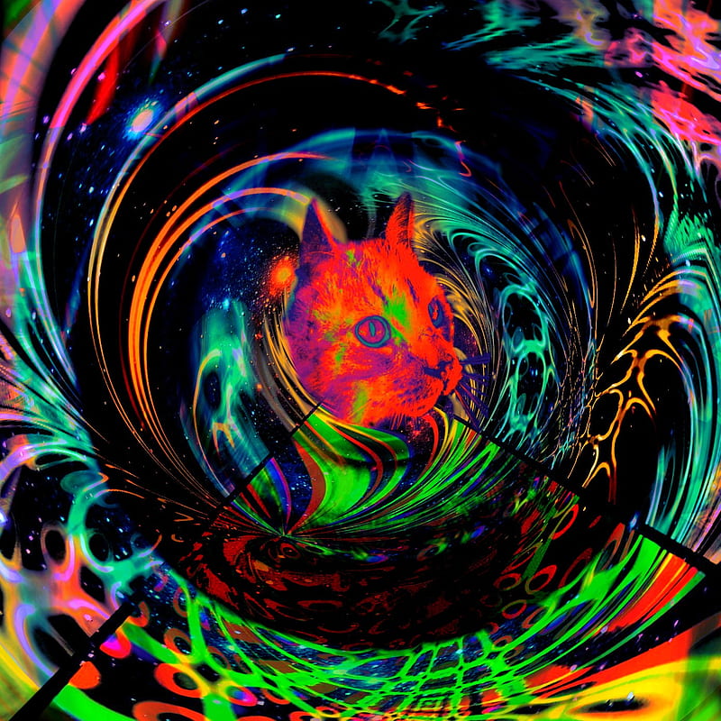 Space cat, animal, colors, trippy, HD phone wallpaper | Peakpx