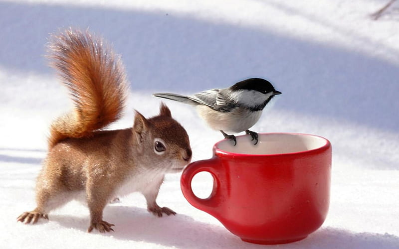 So cute friends!, cute, squirrel, bird, friends, HD wallpaper