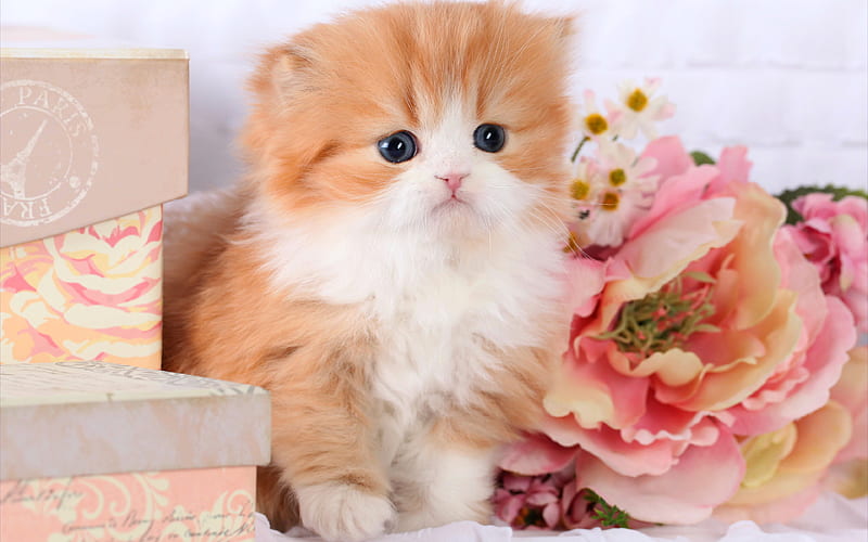 persian kitten, cute animals, kitten, cats, Persian cat, HD wallpaper