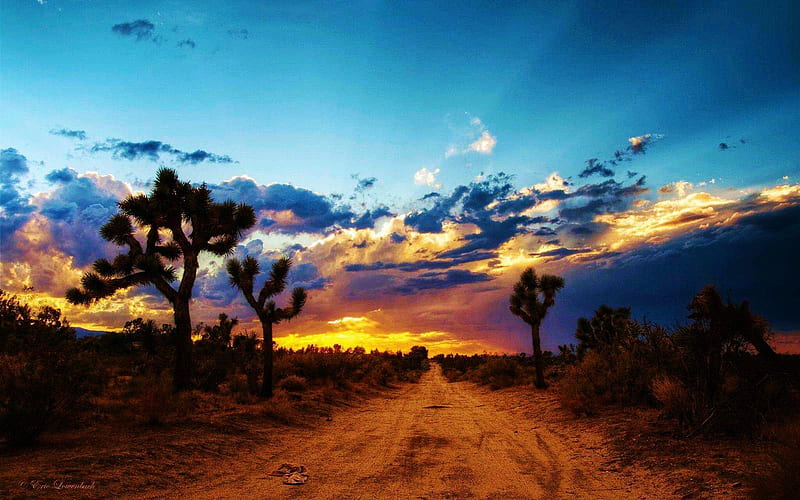 Mojave Desert, sky, california, joshua trees, sunset, road, clouds, HD  wallpaper | Peakpx